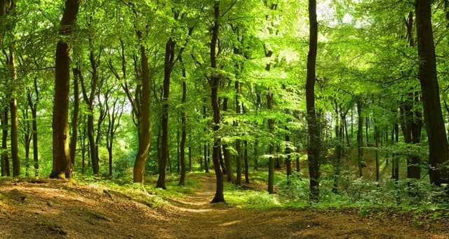 Nos preocupa el medioambiente, trabajamos con productos ecológicos